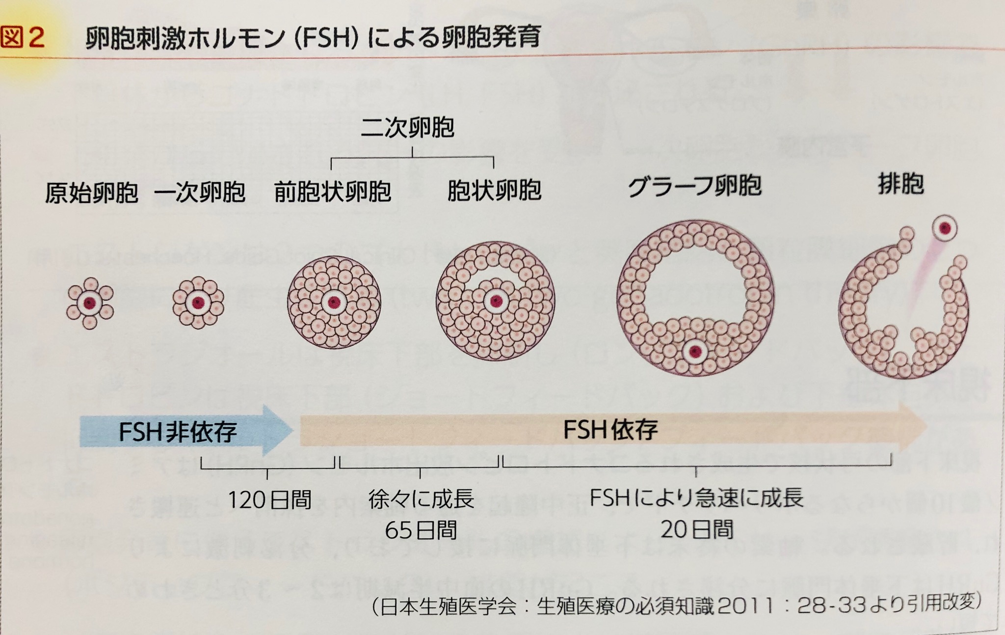 不妊治療・多嚢胞性卵巣症候群・PCOS・妊活 | 鍼灸院さくら