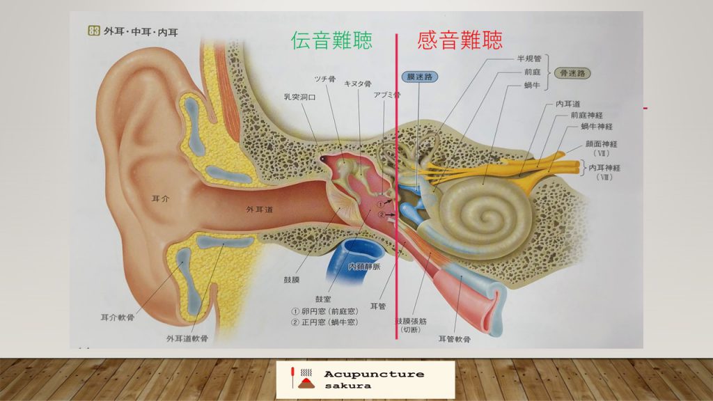 空気の振動を伝える外耳から中耳までを伝音系と言います。 振動を音として感知するための内耳から聴神経、脳までが感音系と言います。