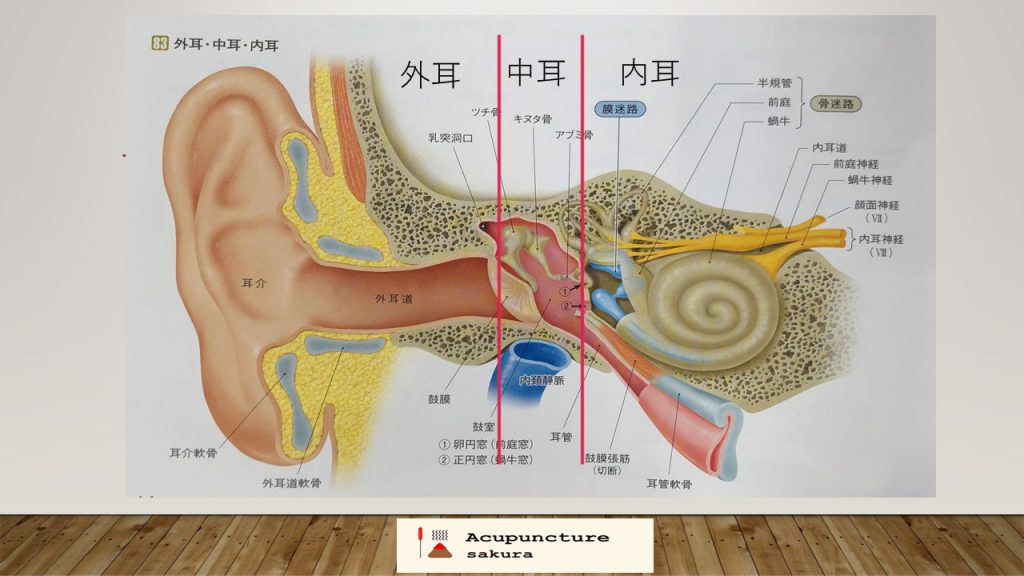 外耳、中耳、内耳説明